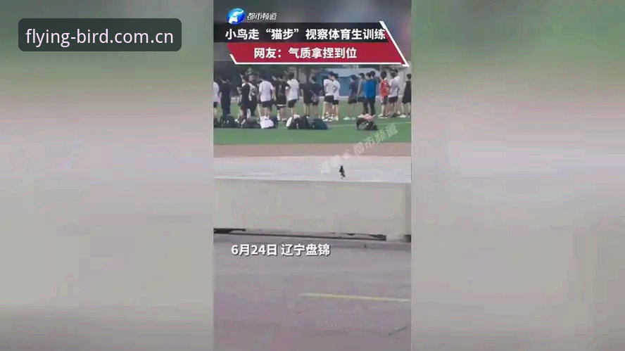 2024体育观赛平台下载指南：小鸟体育平台全面解析